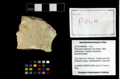 Foto (Objekt + Etikett) von Pithonoton marginatum (von Meyer, 1842)  (NHMW-GEO-2014-0194-0849)